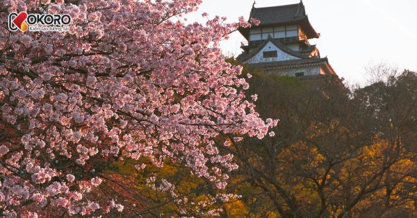 Trường chuyên môn thiết kế Tokyo