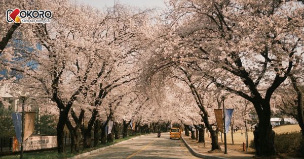 Danh sách trường có rank cao nhất Hàn Quốc