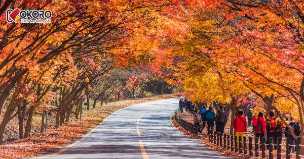 Nhóm trường khoa học – công nghệ hàng đầu Hàn Quốc