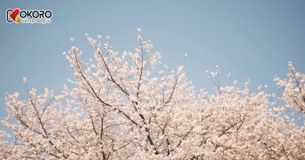 Nhóm trường khoa học – công nghệ hàng đầu Hàn Quốc