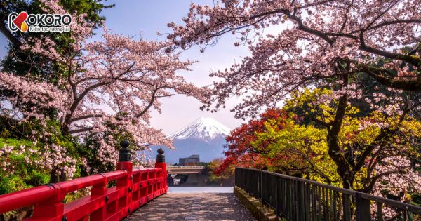 Du học Nhật Bản có còn là lựa chọn đúng đắn trong thời đại AI và toàn cầu hóa?