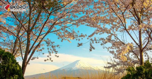 Năm 2026 du học Nhật Bản có còn là xu hướng